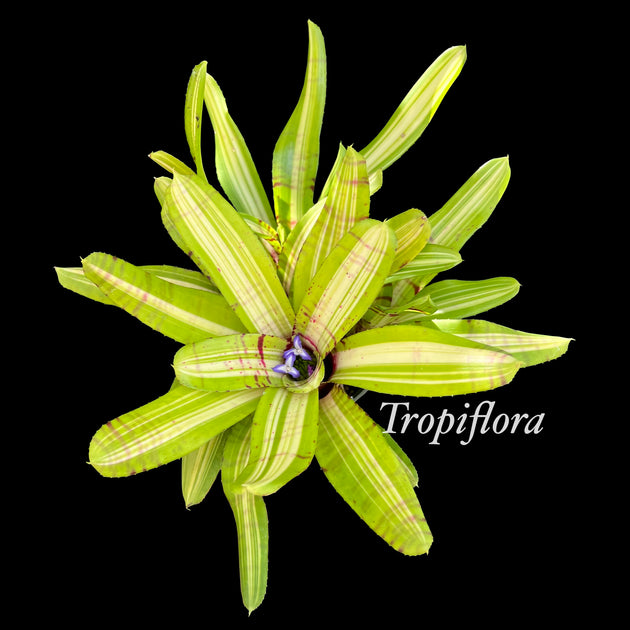 Neoregelia 'Paper Tiger' – Tropiflora