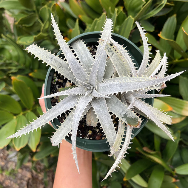 Dyckia delicata 'Gold Form' x 'T-Rex' – Tropiflora