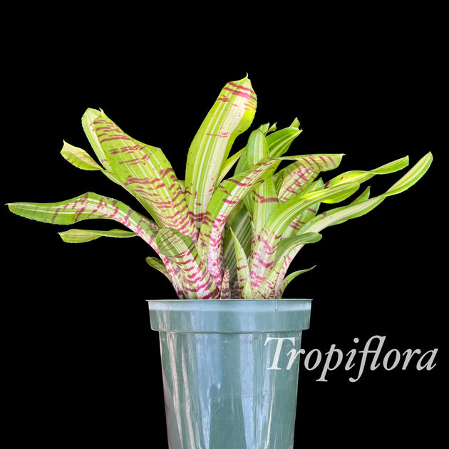 LISAタグ　ネオレゲリア　ペーパータイガー Neoregelia 'Paper Tiger' – Tropiflora