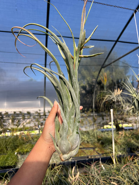 Tillandsia 'Gorgon' – Tropiflora