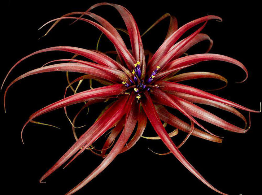 red abdita air plant Tillandsia abdita Mexican Form – Tropiflora