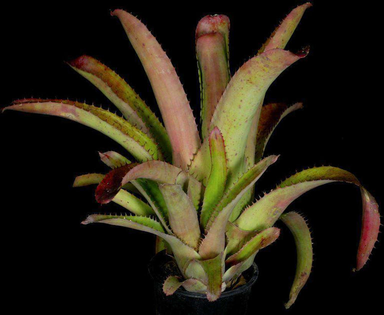 ブロメリア・エアープランツ Aechmea Bracteata Red Aechmea Bracteata Rubra | Bonita Bromeliads Specialty Plant