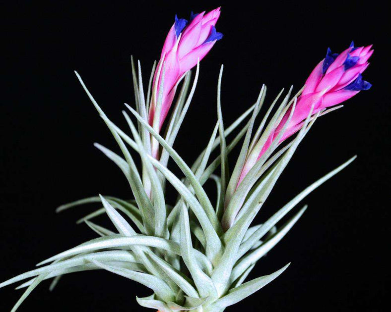 aeranthos air plant Tillandsia aeranthos – Tropiflora