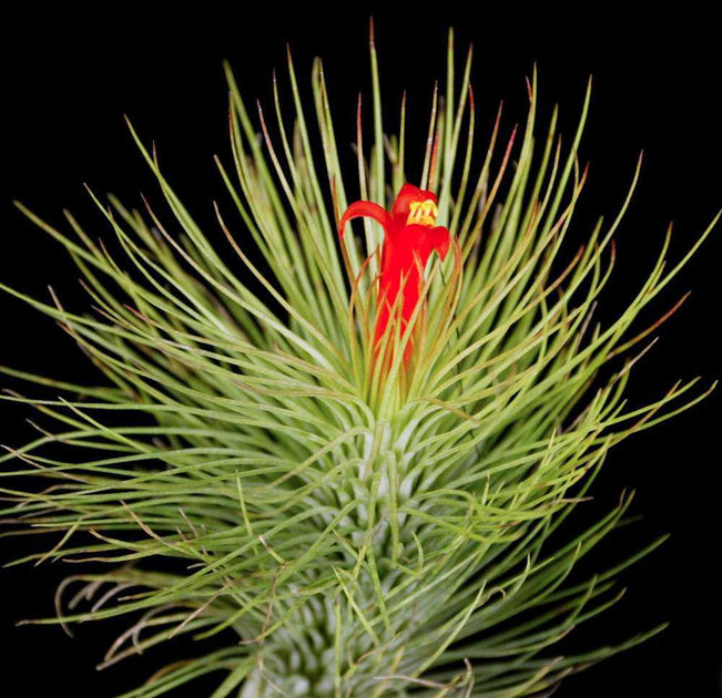 Tillandsia 'Funky One' – Tropiflora