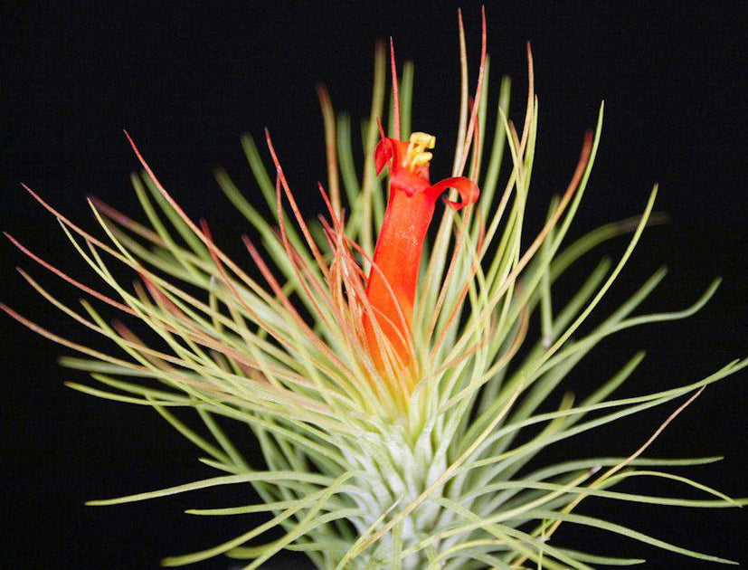 Tillandsia InterestingとChameleonのセット 楽天市場】(現品) チランジア 'カメレオン' (No.22006) (エアー