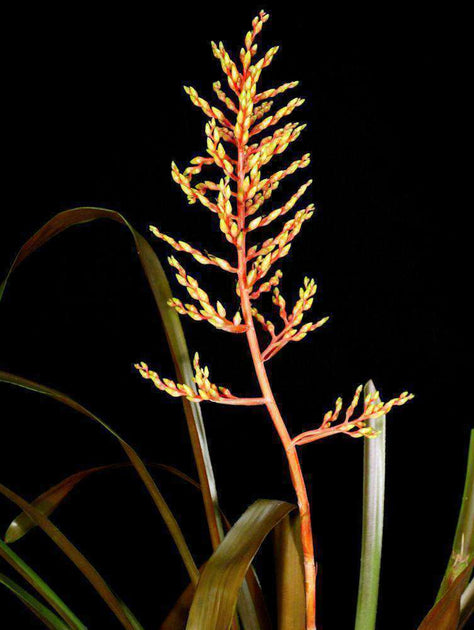 ブロメリア・エアープランツ Aechmea Valencia Aechmea 'Valencia' – Tropiflora