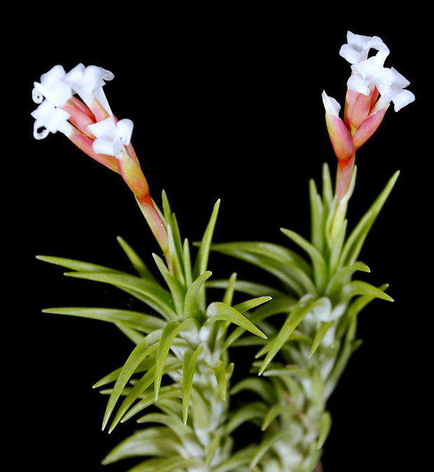 Tillandsia araujei - Tropiflora
