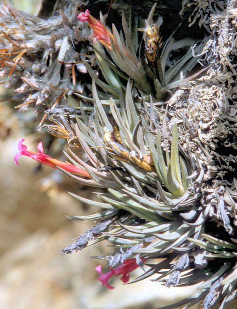 Tillandsia loliacea Argentina wild 速達発送 Tillandsia loliacea Argentina wild 速達発送
