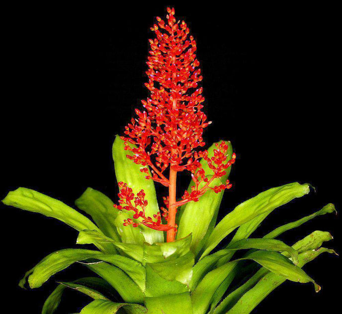 Aechmea ramosa var. festiva〔エクメア〕A0161 AECHMEA ramosa var. festiva – Seidel