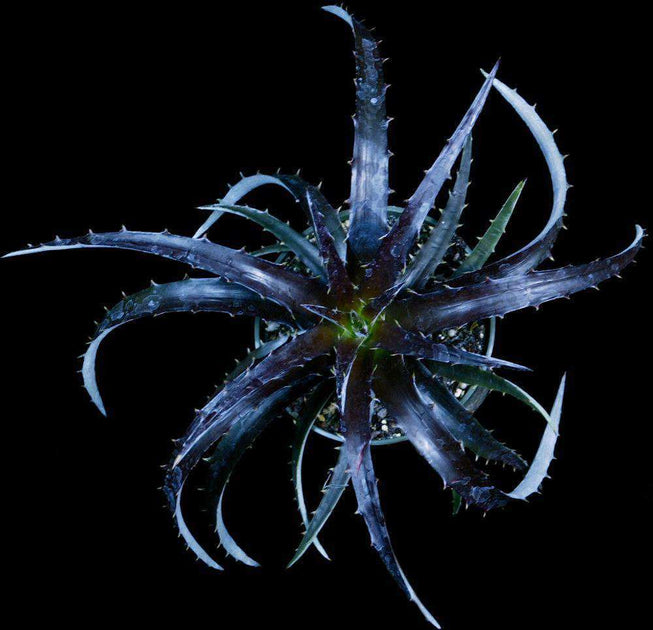 Dyckia 'Black Gold' – Tropiflora