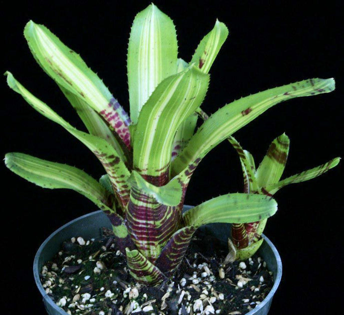 Bromeliad Neoregelia Fireball - Gippsland Indoor Plants Bromeliad Neoregelia Fireball - Gippsland Indoor Plants