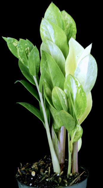 Zamioculcas zamiifolia variegated – Tropiflora