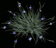 Tillandsia bandensis - Tropiflora