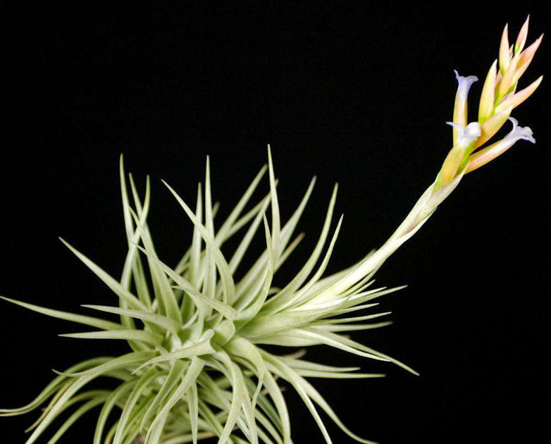 bergeri air plant Tillandsia bergeri – Tropiflora