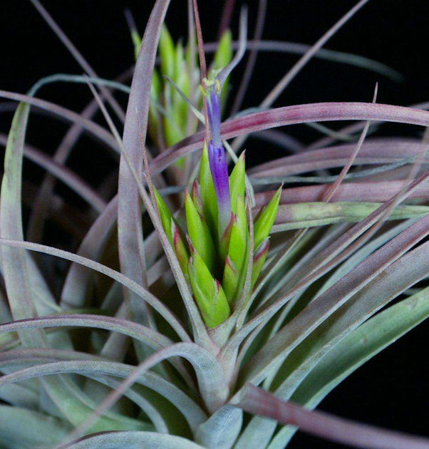 where to buy air plants in phoenix Tillandsia 'Phoenix' – Tropiflora