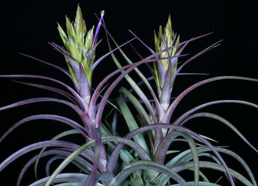 where to buy air plants in phoenix Tillandsia 'Phoenix' – Tropiflora