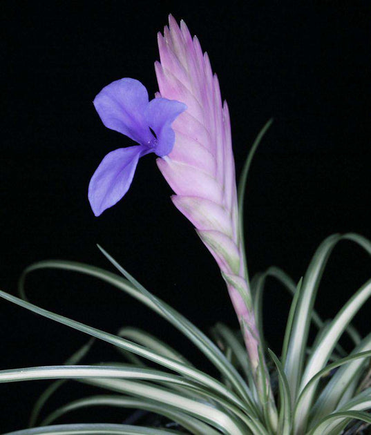 Wallisia cyanea variegated – Tropiflora