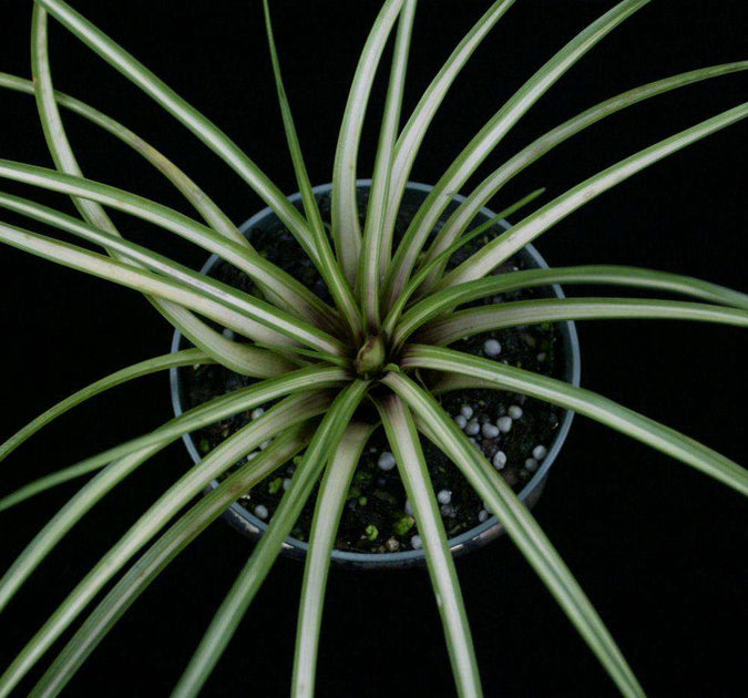 Wallisia cyanea variegated – Tropiflora