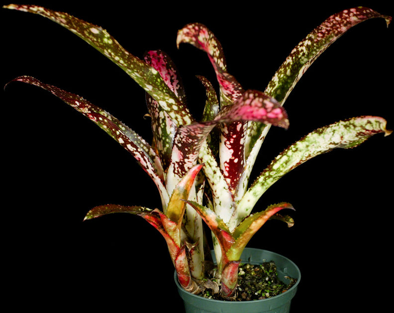 Billbergia 'Poquito Mas' – Tropiflora Billbergia 'Poquito Mas' – Tropiflora