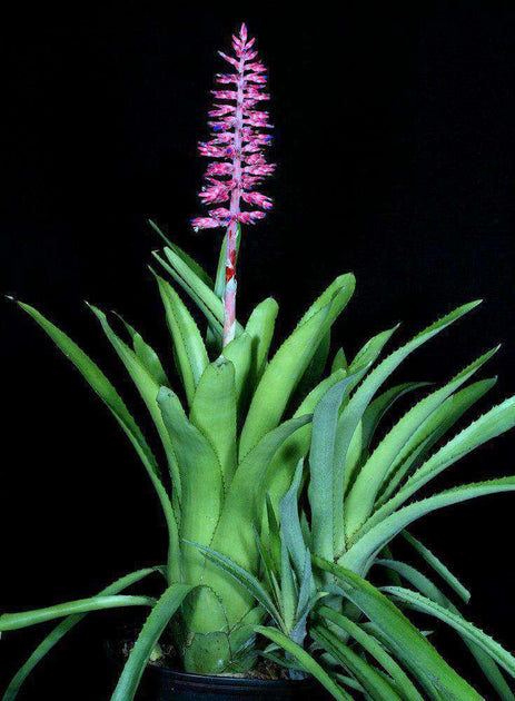 ブロメリア・エアープランツ Aechmea Rambo Aechmea 'Rambo' – Tropiflora