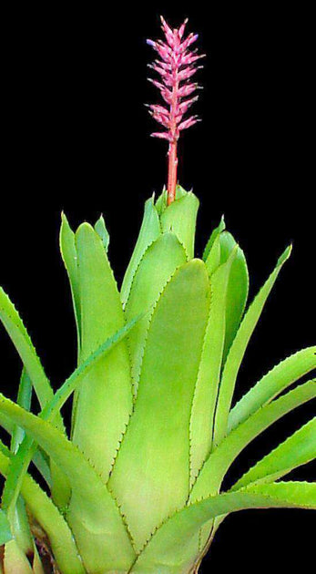ブロメリア・エアープランツ Aechmea Rambo Aechmea 'Rambo' – Tropiflora