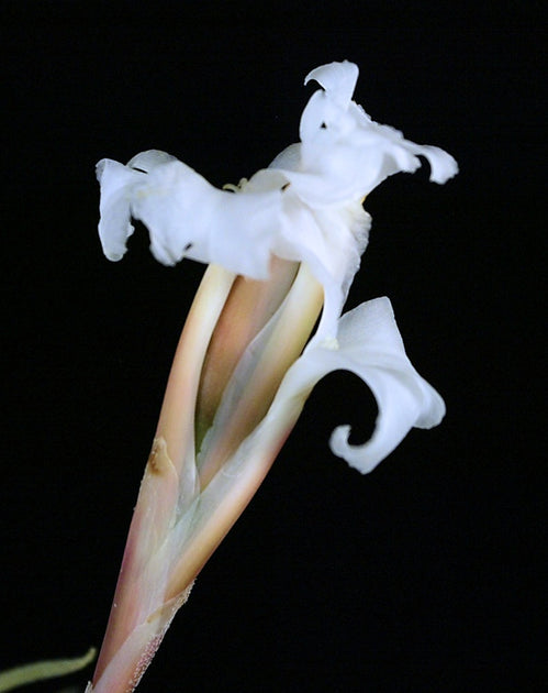 Tillandsia xiphioides – Tropiflora