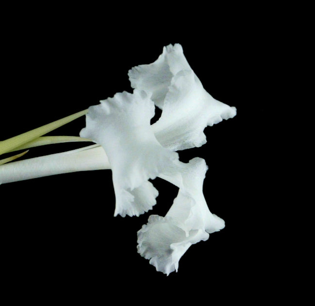 Tillandsia xiphioides – Tropiflora