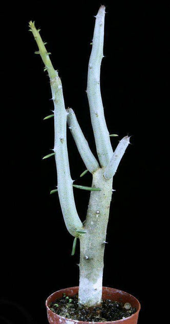 SUCCULENTS, CACTI & CAUDICIFORMS – Tropiflora