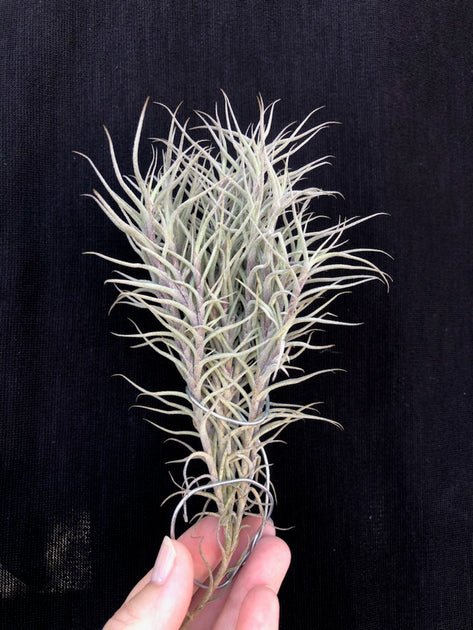 Tillandsia capillaris – Tropiflora