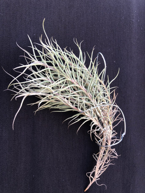 Tillandsia capillaris – Tropiflora