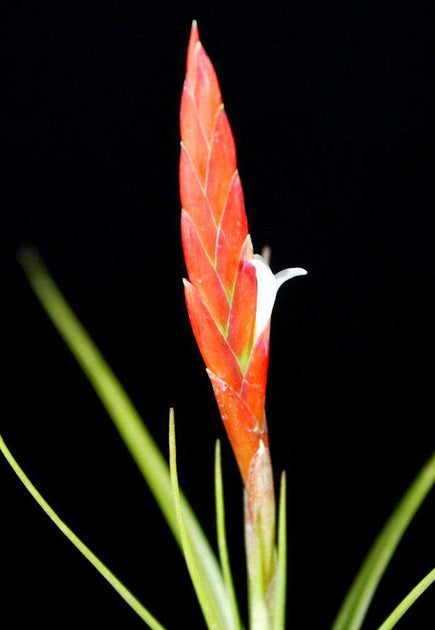 caulescens air plant Tillandsia caulescens – Tropiflora