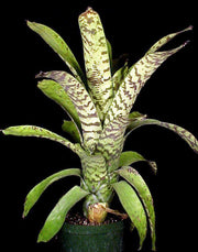 Aechmea 'Bert' - Tropiflora