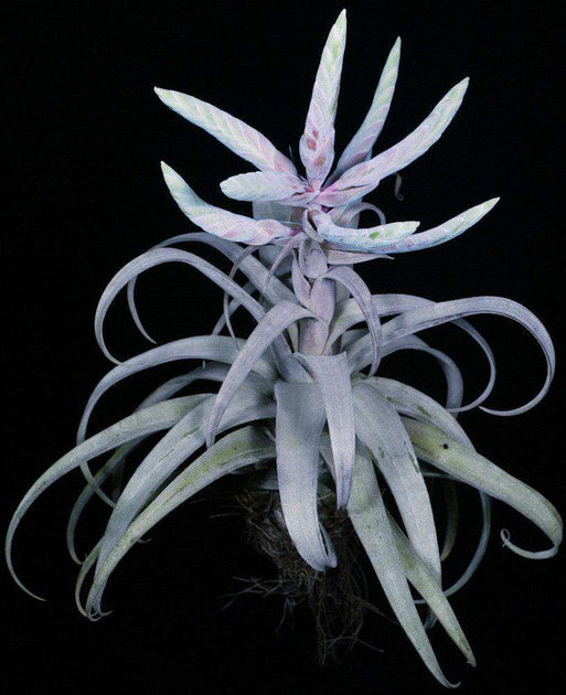 Tillandsia Bea Correale 速達発送 Tillandsia 'Bea Correale' – Tropiflora