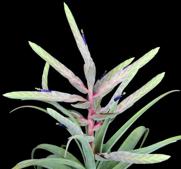 Tillandsia 'Bea Correale' - Tropiflora