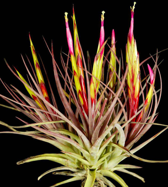 concolor air plant Tillandsia concolor