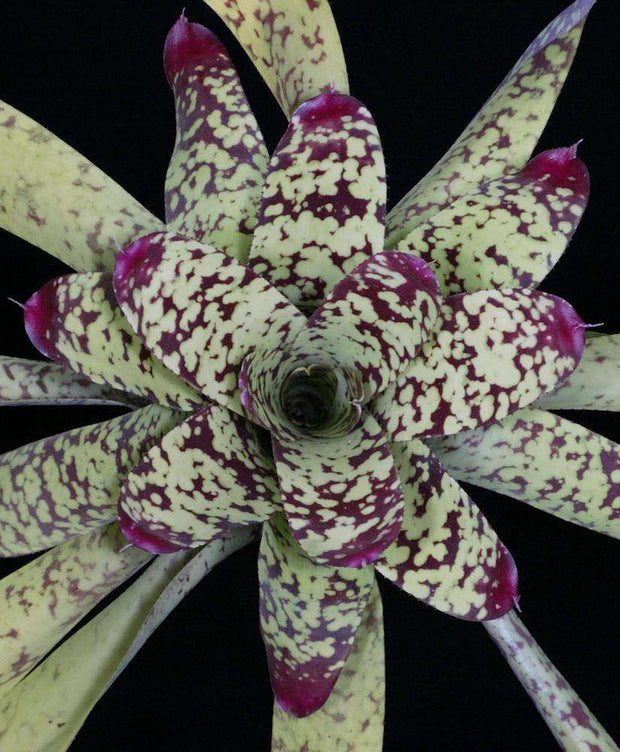 Neoregelia marmorata (sp) - Tropiflora