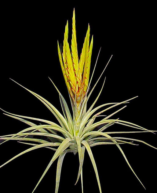 concolor air plant Tillandsia concolor 'Cuicatlan' – Tropiflora