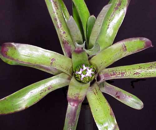 Neoregelia odorata - Tropiflora