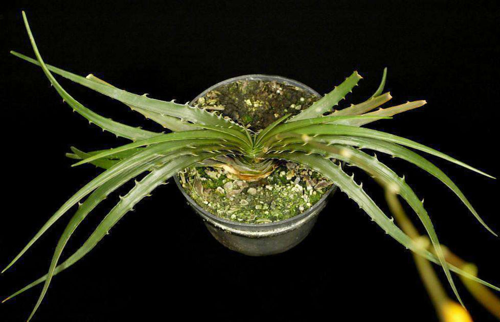 Dyckia estevesii – Tropiflora Dyckia estevesii – Tropiflora