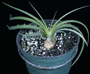 Dyckia estevesii - Tropiflora