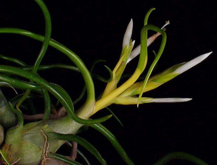 Tillandsia bulbosa forma alba – Tropiflora