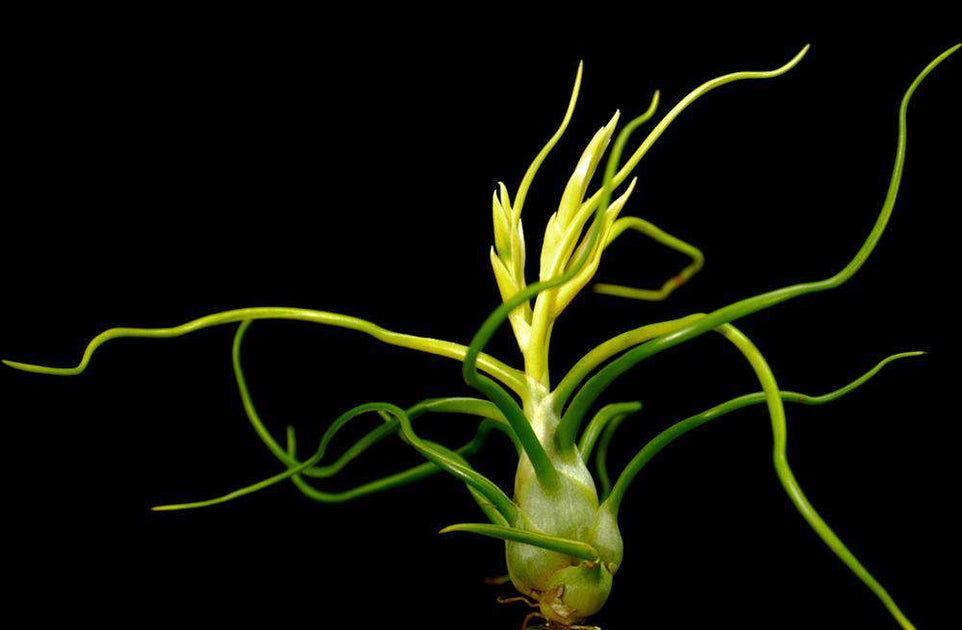 ブロメリア・エアープランツ T. bulbosa forma Alba T. bulbosa forma Alba