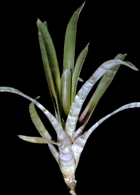 Wittmackia incompta – Tropiflora
