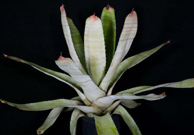 Neoregelia carcharodon 'Silver' - Tropiflora