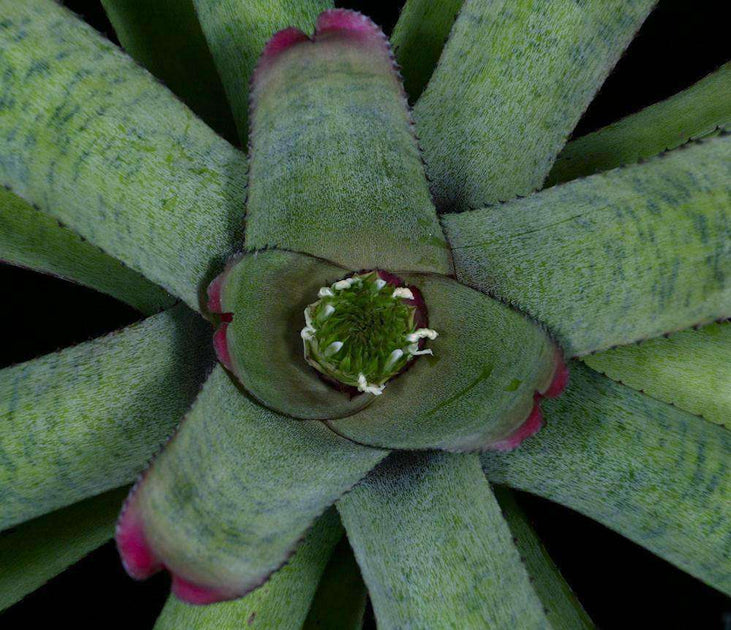 Neoregelia Ice White River