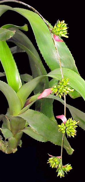 Aechmea disjuncta – Tropiflora