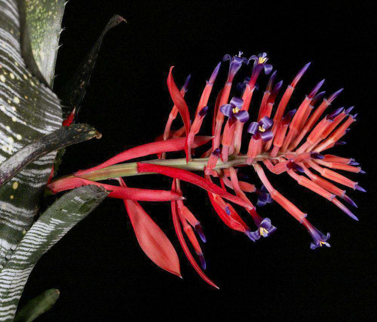 Billbergia vittata cv. 'Domingos Martins' Double headed