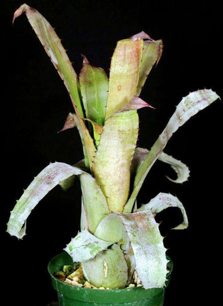 Hohenbergia species Leme #2203