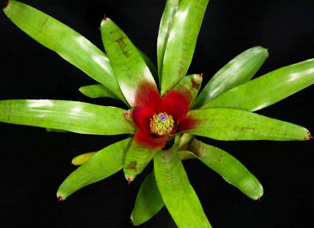 Neoregelia 'Rio Ocher' x olens 'Vulcan' - Tropiflora