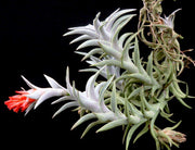 Tillandsia edithae Silver Form - Tropiflora